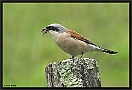 Grauwe Klauwier, Red-backed Shrike, Lanius collurio Location: Jura, France grauwe klauwier kopie